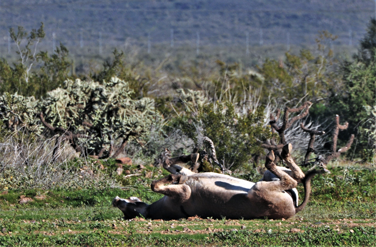 herd of donkeys